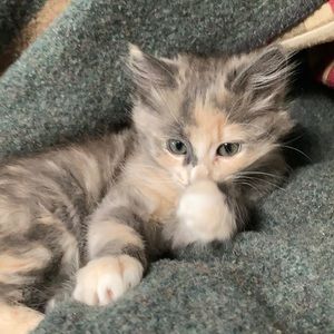 Meet your Posher, Willow